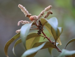 Dryocosmus castanopsidis