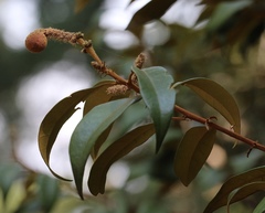 Dryocosmus castanopsidis