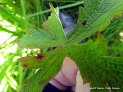Geranium flanaganii