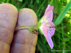 Geranium flanaganii