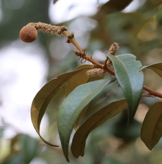 Dryocosmus castanopsidis