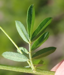 Indigofera verrucosa