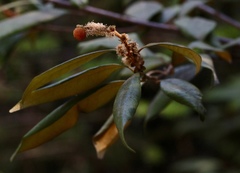 Dryocosmus castanopsidis