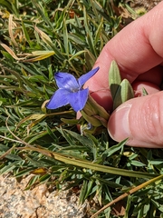 Gentianopsis barbellata
