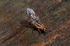 Helinomydaea fuscoflava