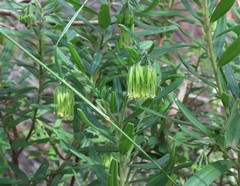 Leionema viridiflorum