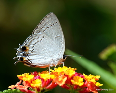 Tajuria cippus maxentius