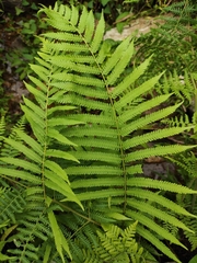 Pseudocyclosorus subochthodes