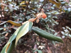 Dryocosmus castanopsidis