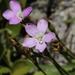 Dianthus albens - Photo (c) Tony Rebelo, μερικά δικαιώματα διατηρούνται (CC BY-SA), uploaded by Tony Rebelo