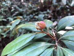 Dryocosmus castanopsidis