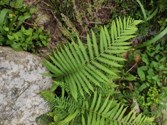 Pseudocyclosorus subochthodes