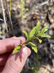 Baccharis plummerae plummerae