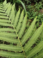 Pseudocyclosorus subochthodes