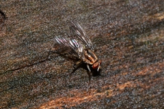 Helinomydaea fuscoflava