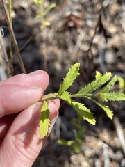 Baccharis plummerae plummerae