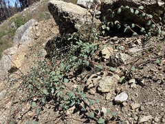 Symphoricarpos rotundifolius parishii