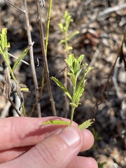 Baccharis plummerae plummerae