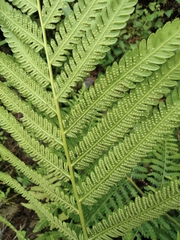 Pseudocyclosorus subochthodes