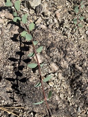 Symphoricarpos rotundifolius parishii