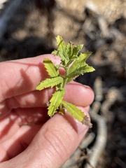 Baccharis plummerae plummerae