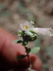 Symphoricarpos rotundifolius parishii