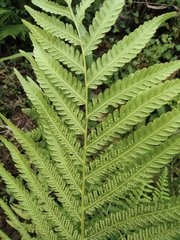 Pseudocyclosorus subochthodes