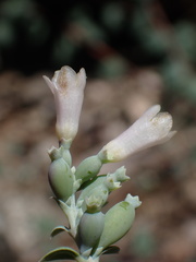 Symphoricarpos rotundifolius parishii