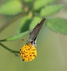 Heliophorus sena