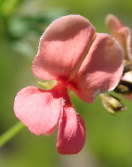 Indigofera verrucosa
