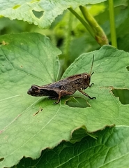Peripolus