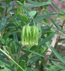 Leionema viridiflorum