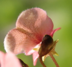Indigofera verrucosa