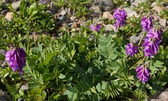 Hedysarum austrosibiricum