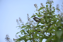 Polyura agraria