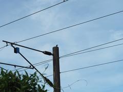 Dicrurus macrocercus