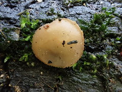 Perilachnea hemisphaerioides