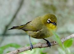 Zosterops virens virens