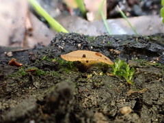 Perilachnea hemisphaerioides