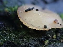 Perilachnea hemisphaerioides