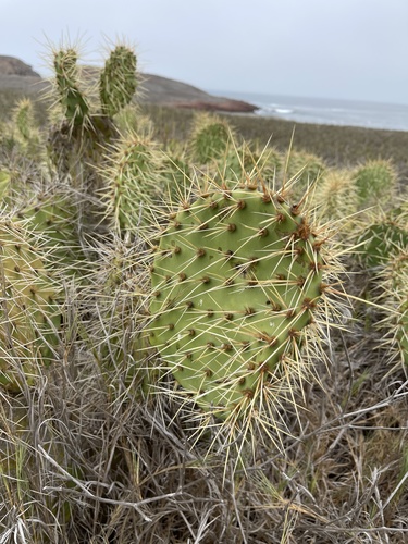 Opuntia littoralis var. littoralis