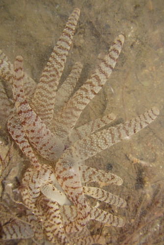 Dofleinia armata