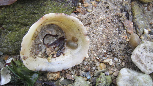 Sphaeroma serratum