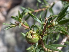 Leptospermum arachnoides