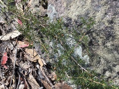 Leptospermum arachnoides