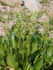 Lagotis integrifolia