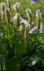 Lagotis integrifolia