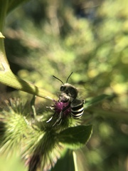 Anthophora walshii