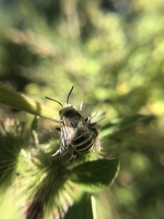 Anthophora walshii
