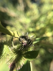 Anthophora walshii